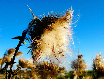 Photo fleur