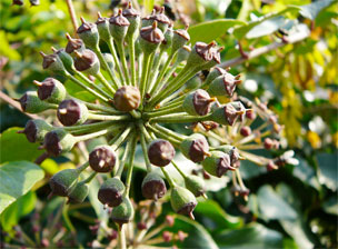 Photo fleur